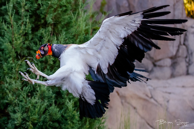 vulture utah volunteer eva carlston