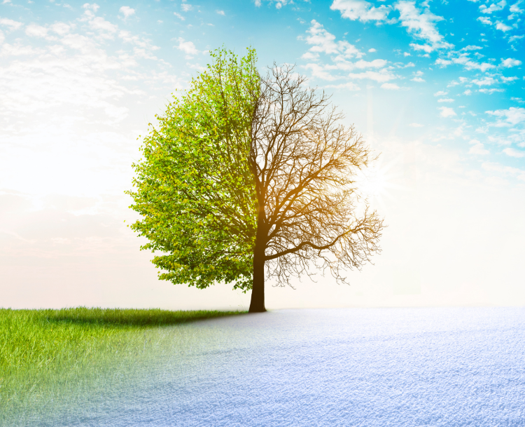 Tree in a landscape showing two contrasting seasons, with one half covered in green leaves and grass symbolizing spring or summer, and the other half bare with snow symbolizing winter, under a bright sky.