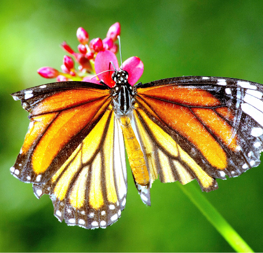 A butterfly in bloom as a metaphor for embracing imperfection in teens through natural growth and transformation.